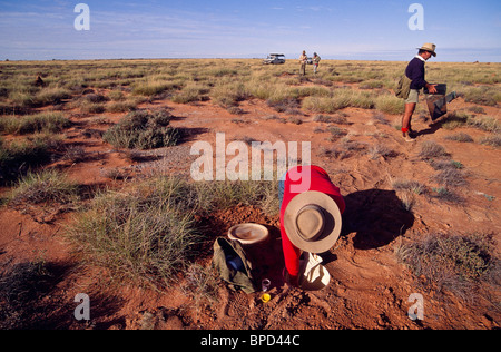 Außendienstmitarbeiter, die Aufnahme der heimischen Fauna, Australien Stockfoto