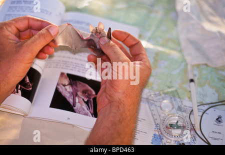 Außendienstmitarbeiter, die Aufnahme der heimischen Fauna, Australien Stockfoto