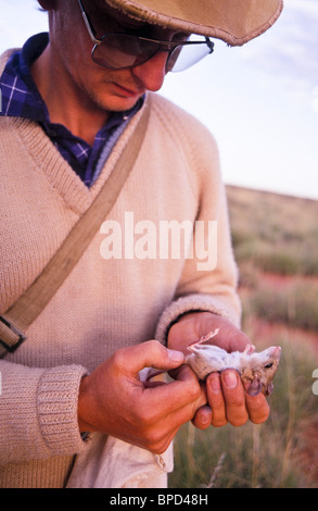 Feldarbeiter, die Aufnahme der heimischen Fauna, Australien Stockfoto