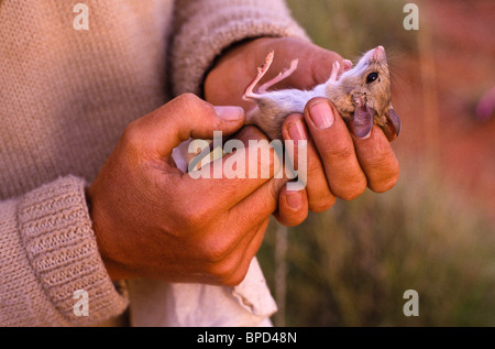 Feldarbeiter, die Aufnahme der heimischen Fauna, Australien Stockfoto