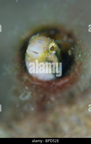 Shorthead Fangblenny, Petroscirtes Breviceps, Anilao, Solo, Anilao Mabini, Batangas, Philippinen Stockfoto