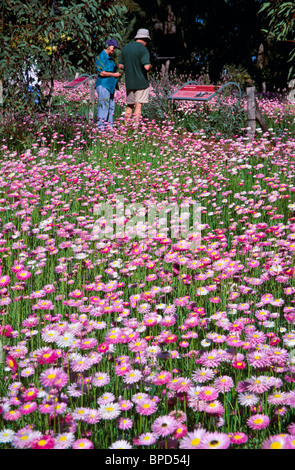 Wildflower Frühlingsfest in "Kings Park" Perth Australien Stockfoto