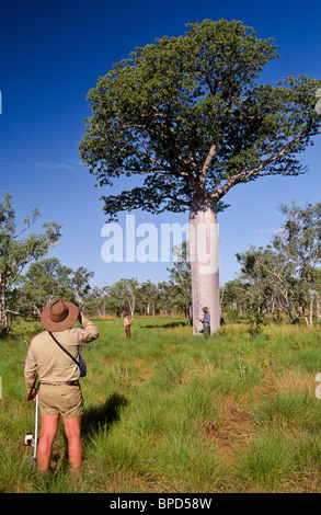 Vermessung, Boabs, Northern Territory, Australien Stockfoto