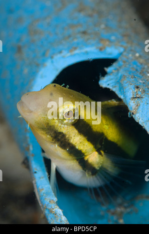 Shorthead Fangblenny, Petroscirtes Breviceps, Anilao, Solo, Anilao Mabini, Batangas, Philippinen Stockfoto