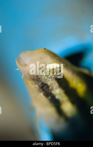 Shorthead Fangblenny, Petroscirtes Breviceps, Anilao, Solo, Anilao Mabini, Batangas, Philippinen Stockfoto