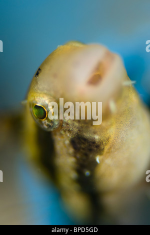 Shorthead Fangblenny, Petroscirtes Breviceps, Anilao, Solo, Anilao Mabini, Batangas, Philippinen Stockfoto