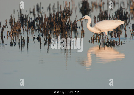 Der Seidenreiher (Egretta Garzetta) im Naturschutzgebiet Camargue bei Sonnenaufgang, Arles, Südfrankreich Stockfoto