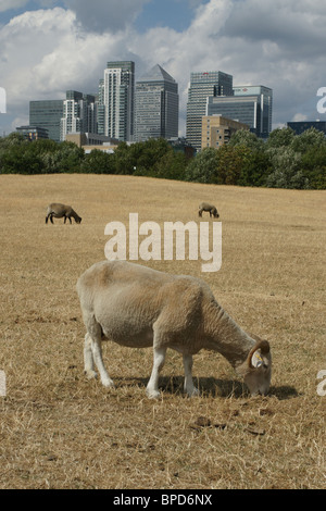 Mudchute Farm und Canary Wharf Stockfoto