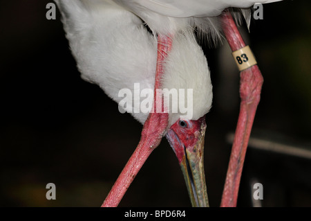 Vögel Stockfoto