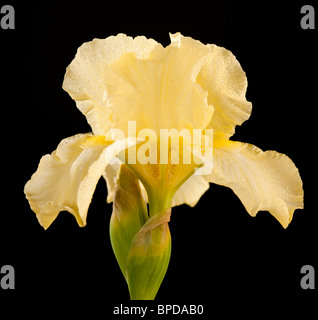 'Maui Moonlight 'Intermediate bärtigen Iris, Skäggiris (Iris germanica) Stockfoto