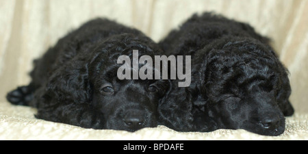 2 einen Monat alt schwarze Miniatur Pudel Welpen gerichtete Kamera. Stockfoto