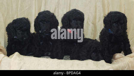 5 einen Monat alt schwarze Miniatur Pudel Welpen gerichtete Kamera. Stockfoto