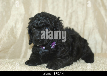 Einen Monat alte schwarze Miniatur Pudel Welpen gerichtete Kamera. Stockfoto