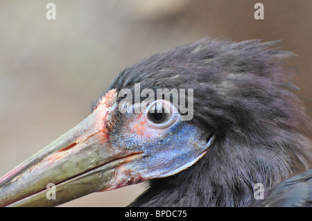 Die Abdim Storch (Ciconia Abdimii) Nahaufnahme des Auges und der Rechnung. Stockfoto