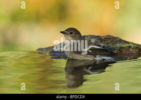 Pied Flycatcher (Ficedula Hypoleuca), im Wasser. Stockfoto