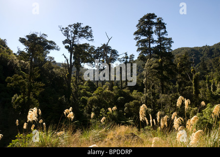 Bäume und Rasen in Wald, Kaitoki Regional Park, Upper Hutt, Wellington, Nordinsel, Neuseeland Stockfoto