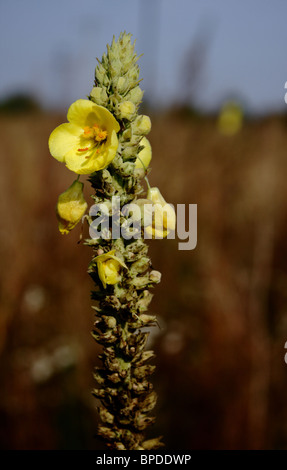 Verbascum Densiflorum (Dense blühende Königskerze, große blühende Königskerze) Stockfoto