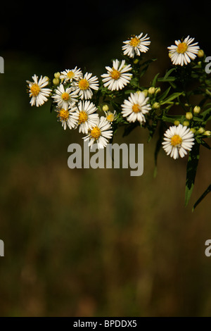 Geruchlos Mayweed genannt auch falsche Kamille Stockfoto