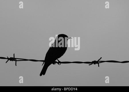 Silhouette der Vogel sitzt auf Stacheldraht Stockfoto