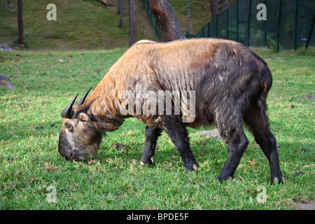 Eine Takin, die eine Form der Ziege-Antilope gefunden in den höheren Lagen im östlichen Himalaya, in einem Zoo in der Nähe von Timphu, Bhutan. Stockfoto