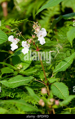 Die weiße Form der Invasive Unkraut Drüsige Springkraut [Impatiens Glandulifera]. Stockfoto