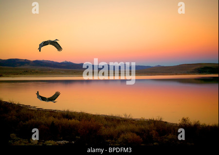 Sandhill Kran überfliegen Mono Lake mit Reflexion, California Stockfoto