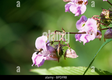 Die Invasive Unkraut Drüsige Springkraut [Impatiens Glandulifera] mit Bestäubung durch eine Honigbiene Stockfoto