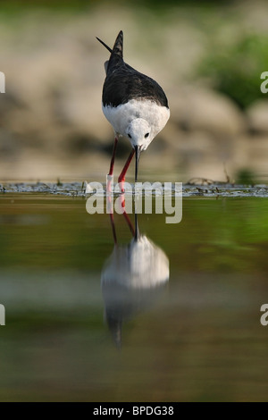 Schwarz-winged Stilt oder gemeinsame Stelzenläufer (Himantopus Himantopus) Stockfoto