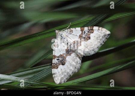 Silbernen Boden Teppich Motten Xanthorhoe Montanata UK Stockfoto