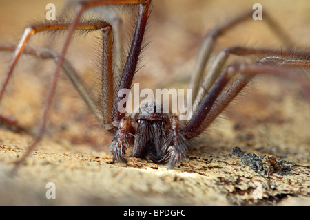Close Up von einer Spinne Tegenaria gigantea Stockfoto