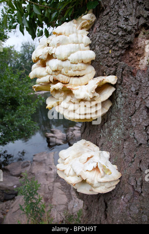 Huhn des Waldes; Laetiporus Sulphureus; Halterung Pilz; Brecon Beacons Stockfoto