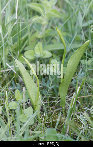 Adderstongue Farne Stockfoto