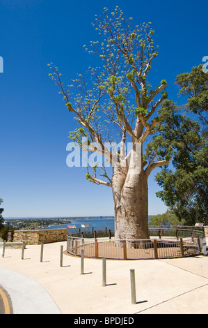 Gija Jumulu Boab Baum, Kings Park Gardens, Perth, Westaustralien. Stockfoto