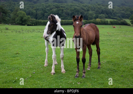 Fohlen weiden; Wales von öffentlichen Fußweg genommen Stockfoto