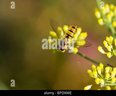 Hoverfly auf Fenchel Stockfoto