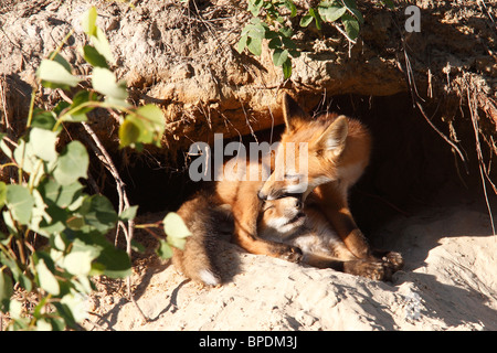 Rotfuchs-Kits zu Den spielen Stockfoto