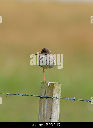 Rotschenkel ruht auf einem Bein, Machair, South Uist, Western Isle, äußeren Hebriden. Schottland.  SCO 6388 Stockfoto