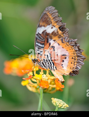 Malay Florfliege Schmetterling auf einer gelben Blume orange Lantana Camara - Cethosia Hypsea Hypsina Stockfoto