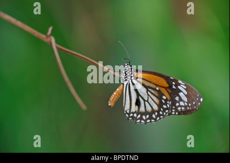 Schwarz geädert Tiger Schmetterling ruht auf einem dürren Ast - Danaus Melanippus Hegesippus Stockfoto