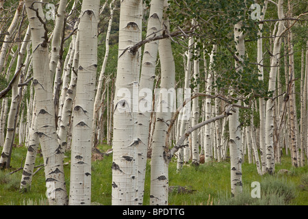 Pando, klonische Kolonie von Beben Aspen Bäume, Populus Tremuloides für 107 Hektar, Fishlake Nationalwald, Utah Stockfoto