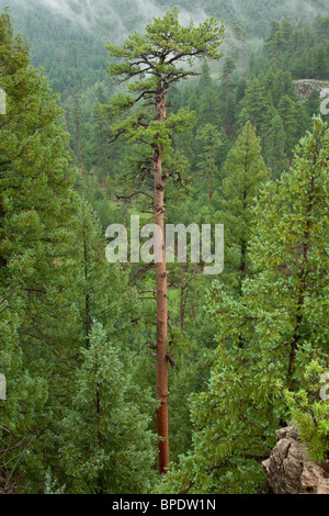 Große alte Wachstum Gelb-Kiefer wächst, Coconino National Forest, Flagstaff, Arizona, USA Stockfoto