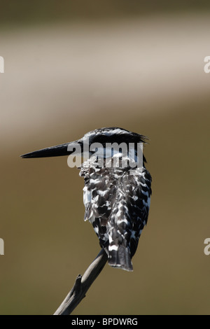 Pied Kingfisher (Ceryle Rudis) in das Okavango Delta, Botswana. Stockfoto