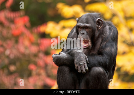 Gemeinsame Schimpansen Pan Troglodytes John Ball Park Zoo Michigan USA Stockfoto