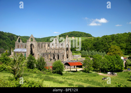 Tintern, Wales. Die Ruinen einer alten noch herrliche Abtei, Tintern Abbey in Wales. Stockfoto