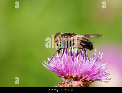 Großen Pied Hoverfly, Volucella Pellucens, fotografiert in Todderstaffe Hall, Singleton, nr Blackpool Stockfoto