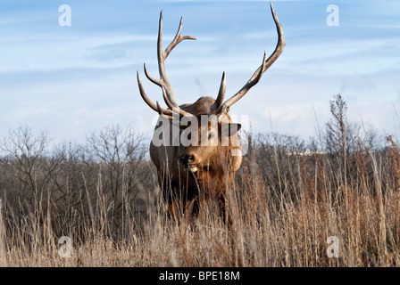 Rocky Mountain Elk Cervus Elaphus Nelsoni Wildlife Safari Nebraska USA Stockfoto