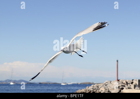 Fliegende Möwen auf Formentera Hafen Sommer Balearen Stockfoto