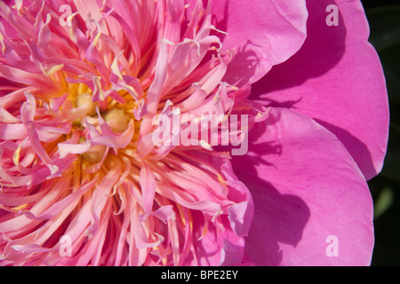 Pfingstrosen blühen am Matthaie Botanischer Garten und Nichols Arboretum, University of Michigan, Ann Arbor, Michigan, USA Stockfoto