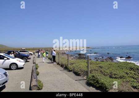 Touristen, die gerade See-Elefanten - Mirounga Angustirostris - Piedras Blancas Beach, Kalifornien, USA Stockfoto