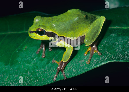 Pine Barrens treefrog Hyla andersonii New Jersey USA Stockfoto